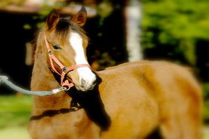 Gunay Equestrian Invest 
